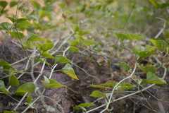 Commicarpus boissieri